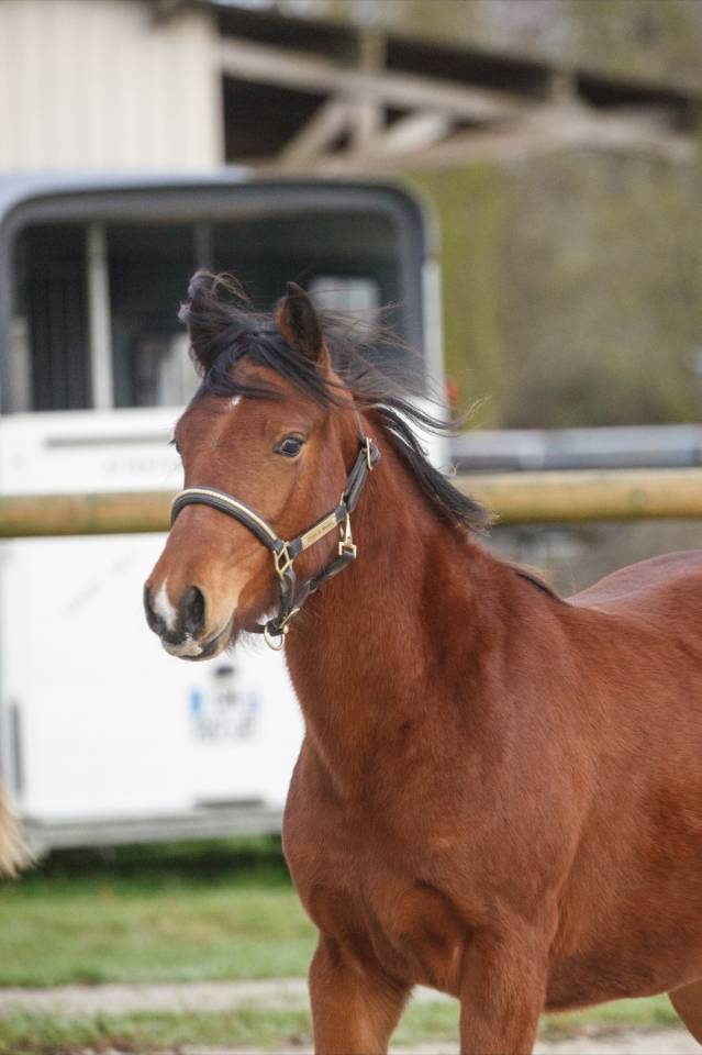 Cavalla New Forest In vendita 2024 Baio ,  L'ancelot du m&eacute;nage