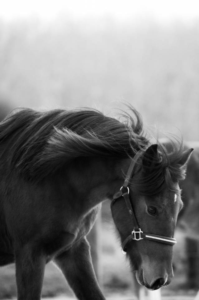 Cavalla New Forest In vendita 2024 Baio ,  L'ancelot du m&eacute;nage