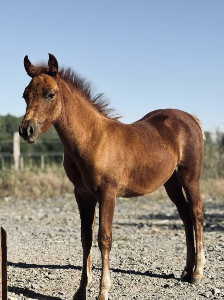 Puledra New Forest In vendita 2025 Sauro ,  L'ancelot du m&eacute;nage