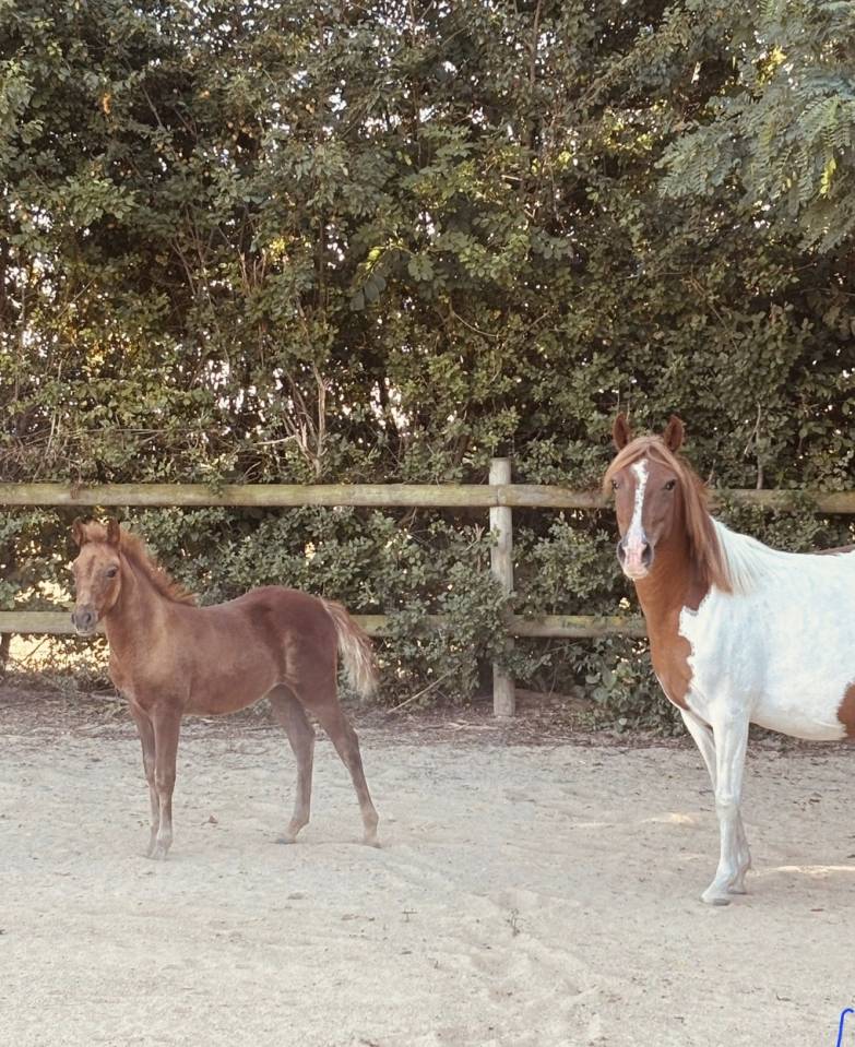 Puledra New Forest In vendita 2025 Sauro ,  L'ancelot du m&eacute;nage