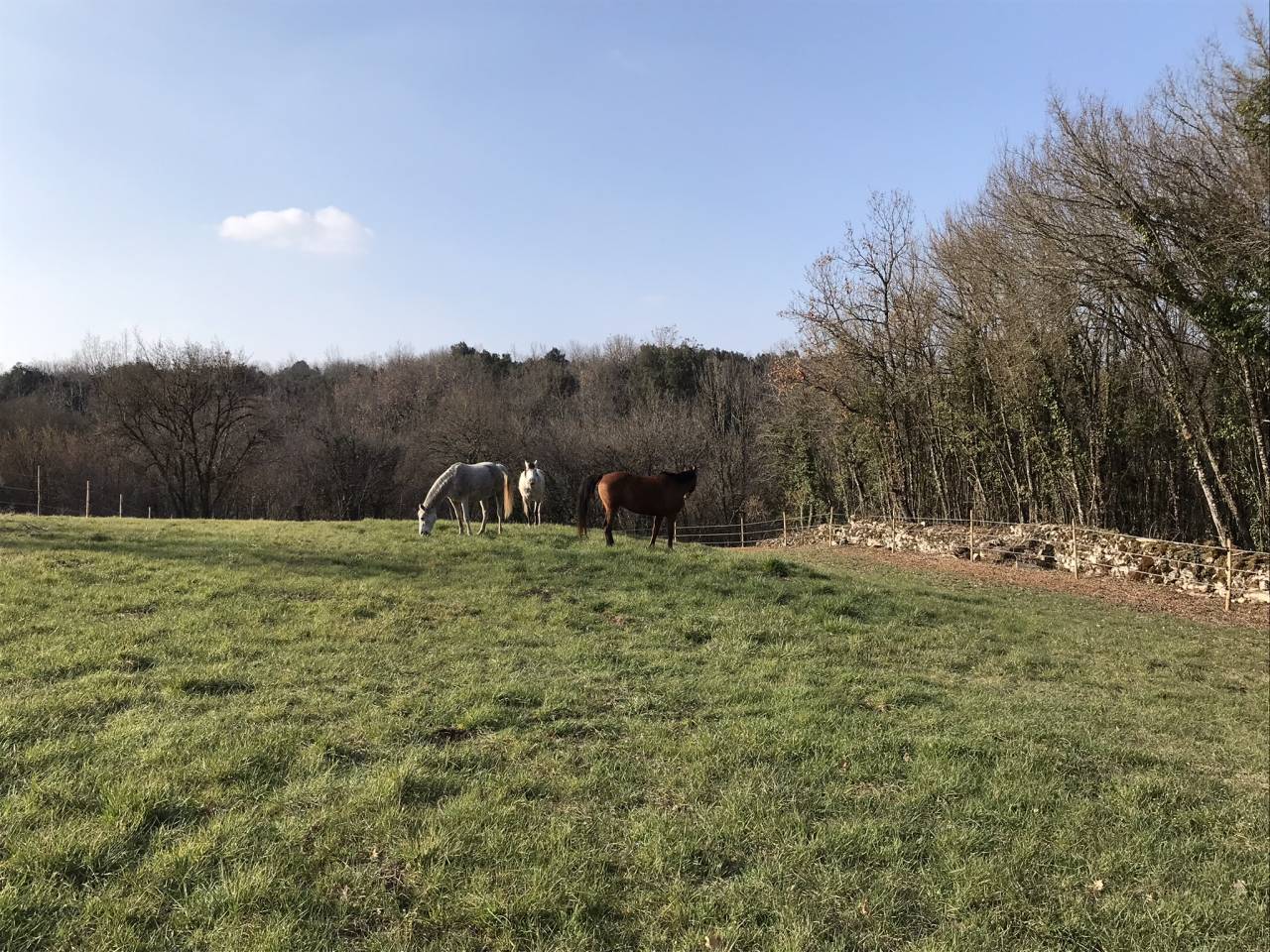 Propriet&agrave; equestre In vendita Charente