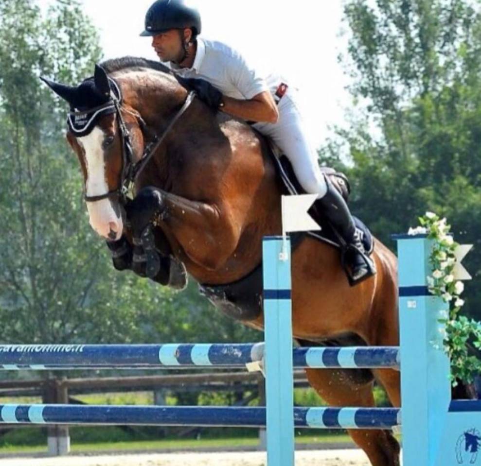 Cavallo esperto da brevetto