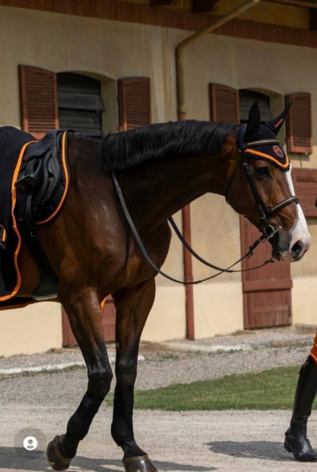 Cavallo esperto da brevetto