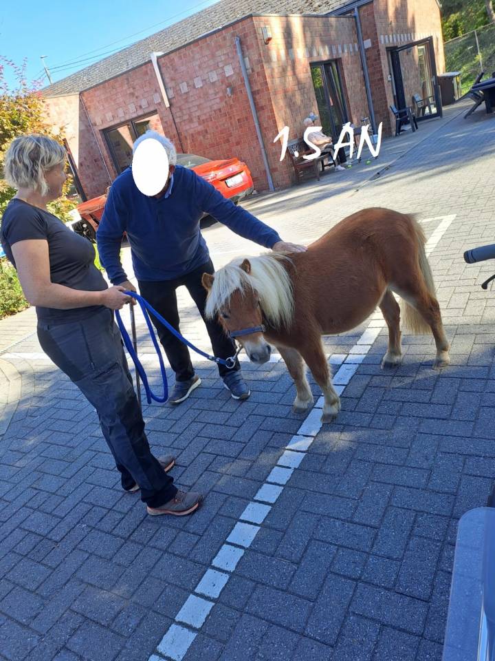 Castrone Shetland In vendita 2024 Sauro