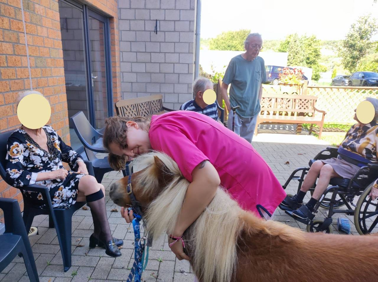 Castrone Shetland In vendita 2024 Sauro