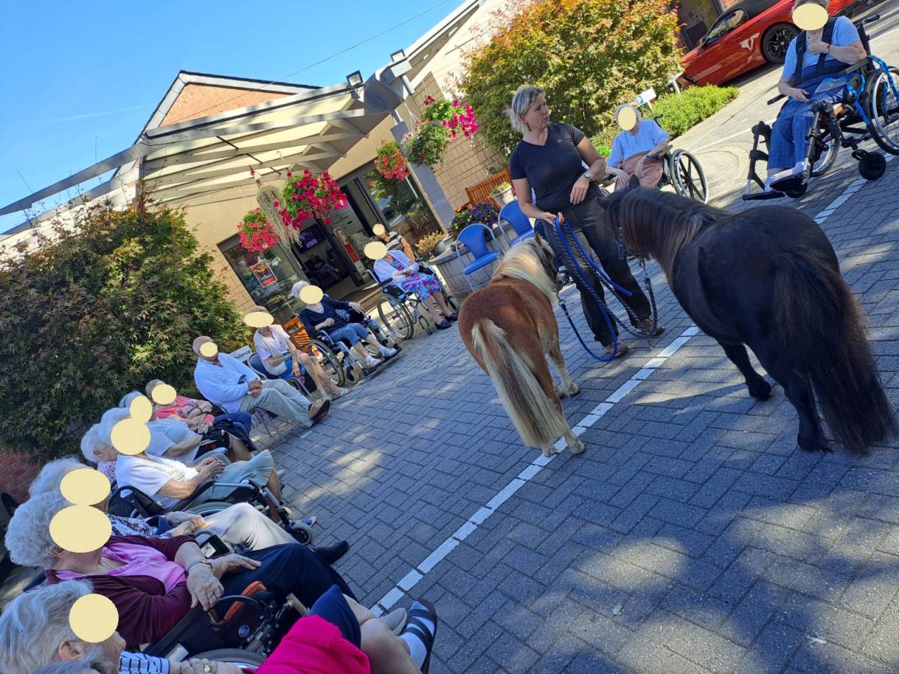 Castrone Shetland In vendita 2024 Sauro