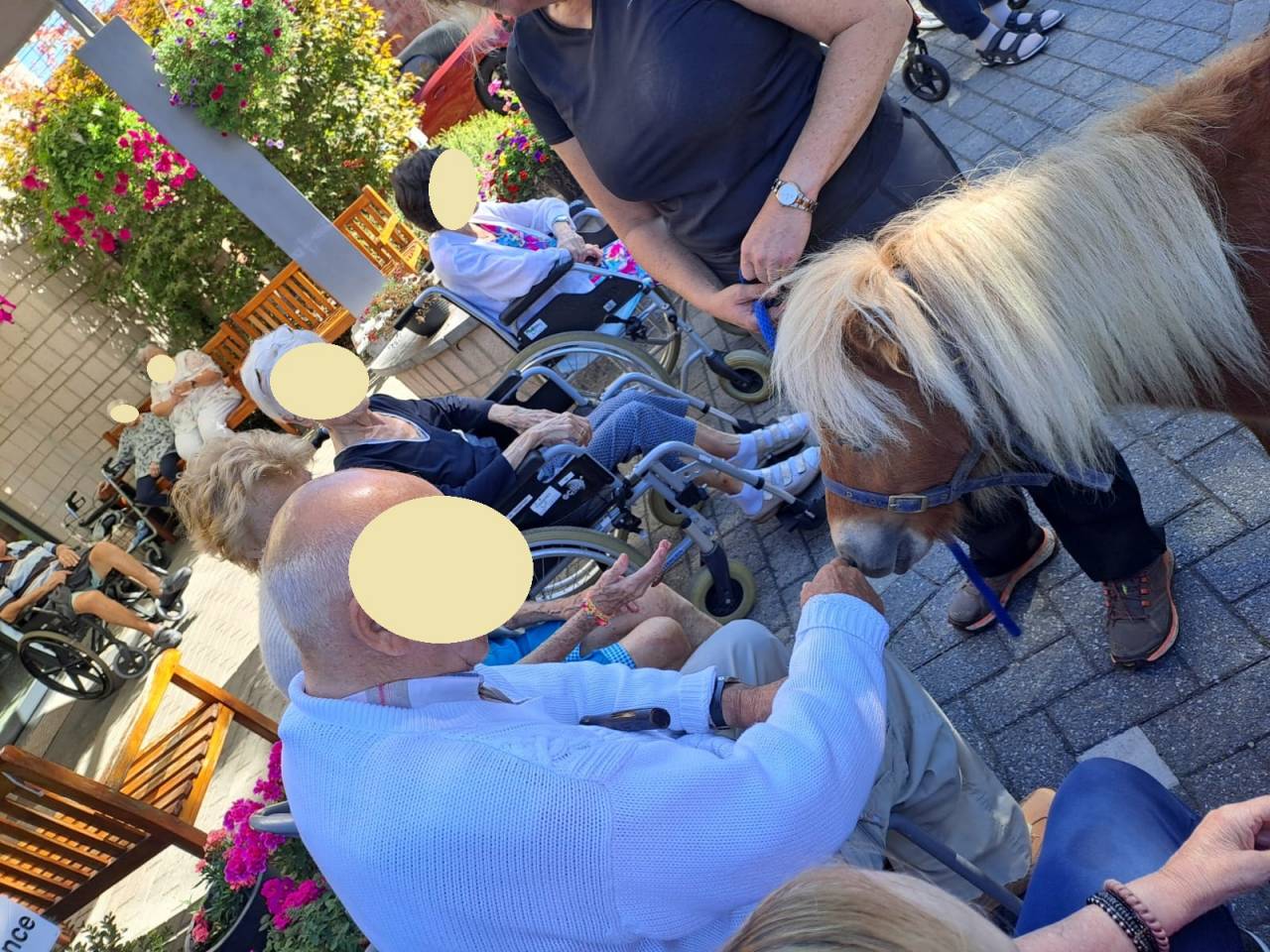 Castrone Shetland In vendita 2024 Sauro