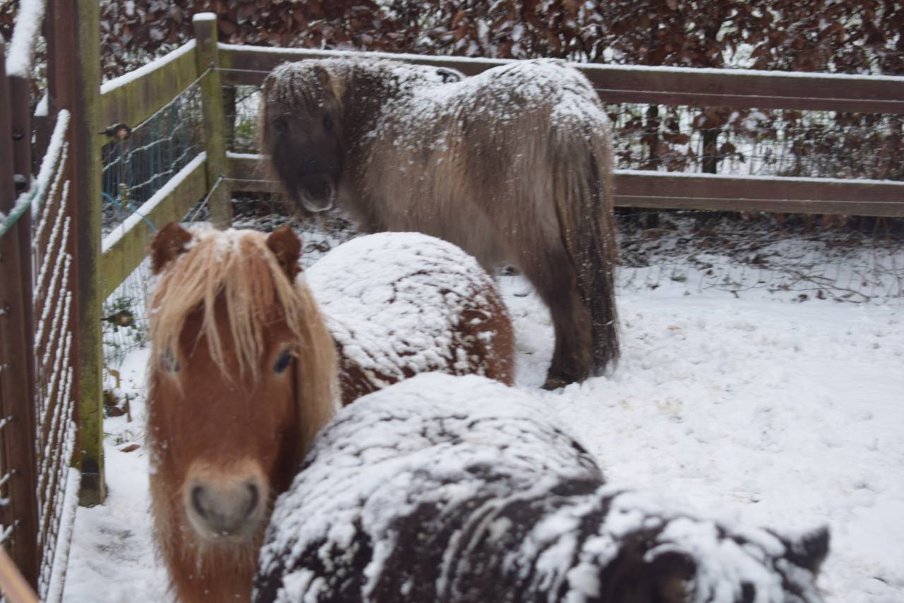 Castrone Shetland In vendita 2024 Sauro