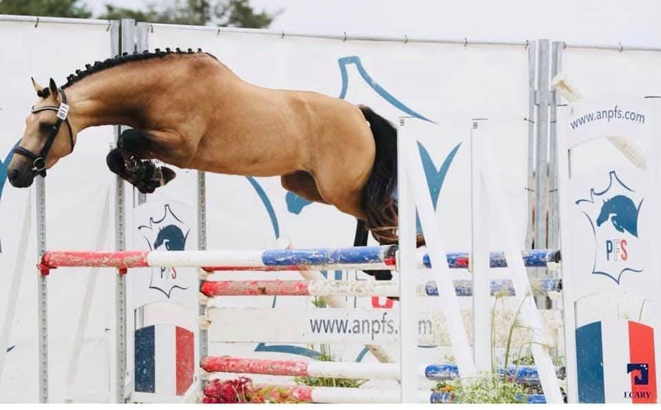 Castrone PFS Pony Francese da Sella In vendita 2023 Isabella ,  Isolent de biraval