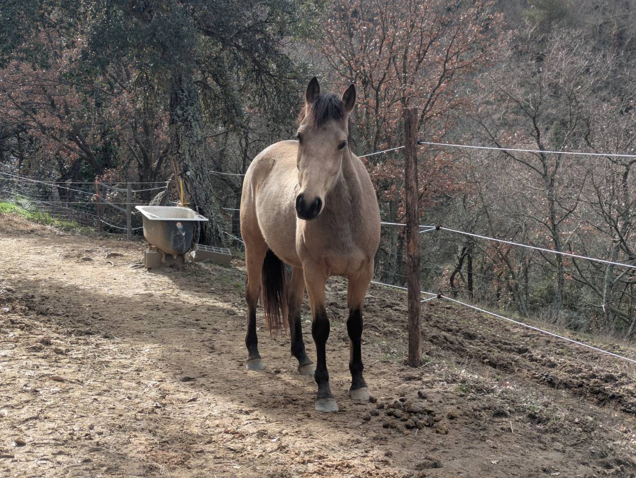 Castrone PFS Pony Francese da Sella In vendita 2023 Isabella ,  Isolent de biraval