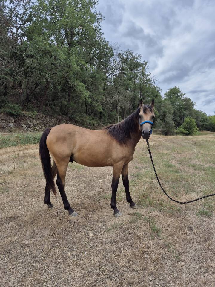 Castrone PFS Pony Francese da Sella In vendita 2023 Isabella ,  Isolent de biraval