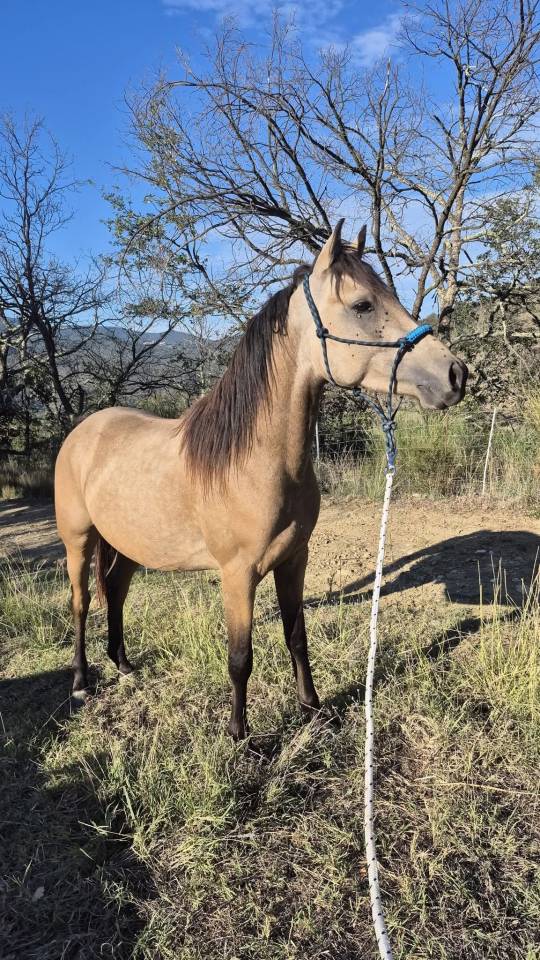 Castrone PFS Pony Francese da Sella In vendita 2023 Isabella ,  Isolent de biraval
