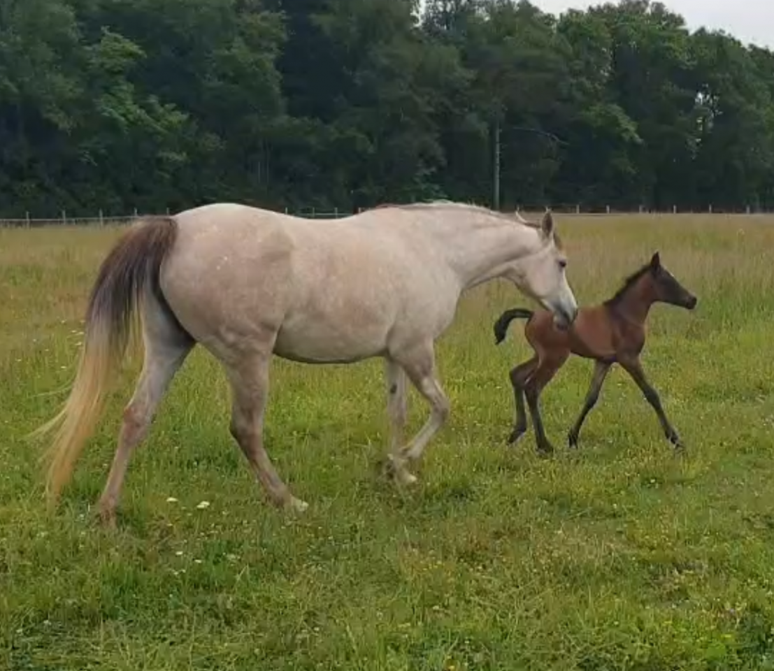 Puledro Arabo In vendita 2025 Grigio ,  RAMSES ORIENTAL, AR