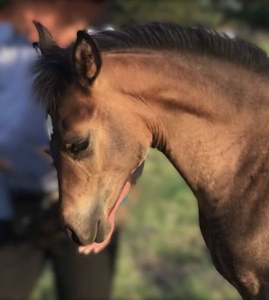 Puledro Arabo In vendita 2025 Grigio ,  RAMSES ORIENTAL, AR