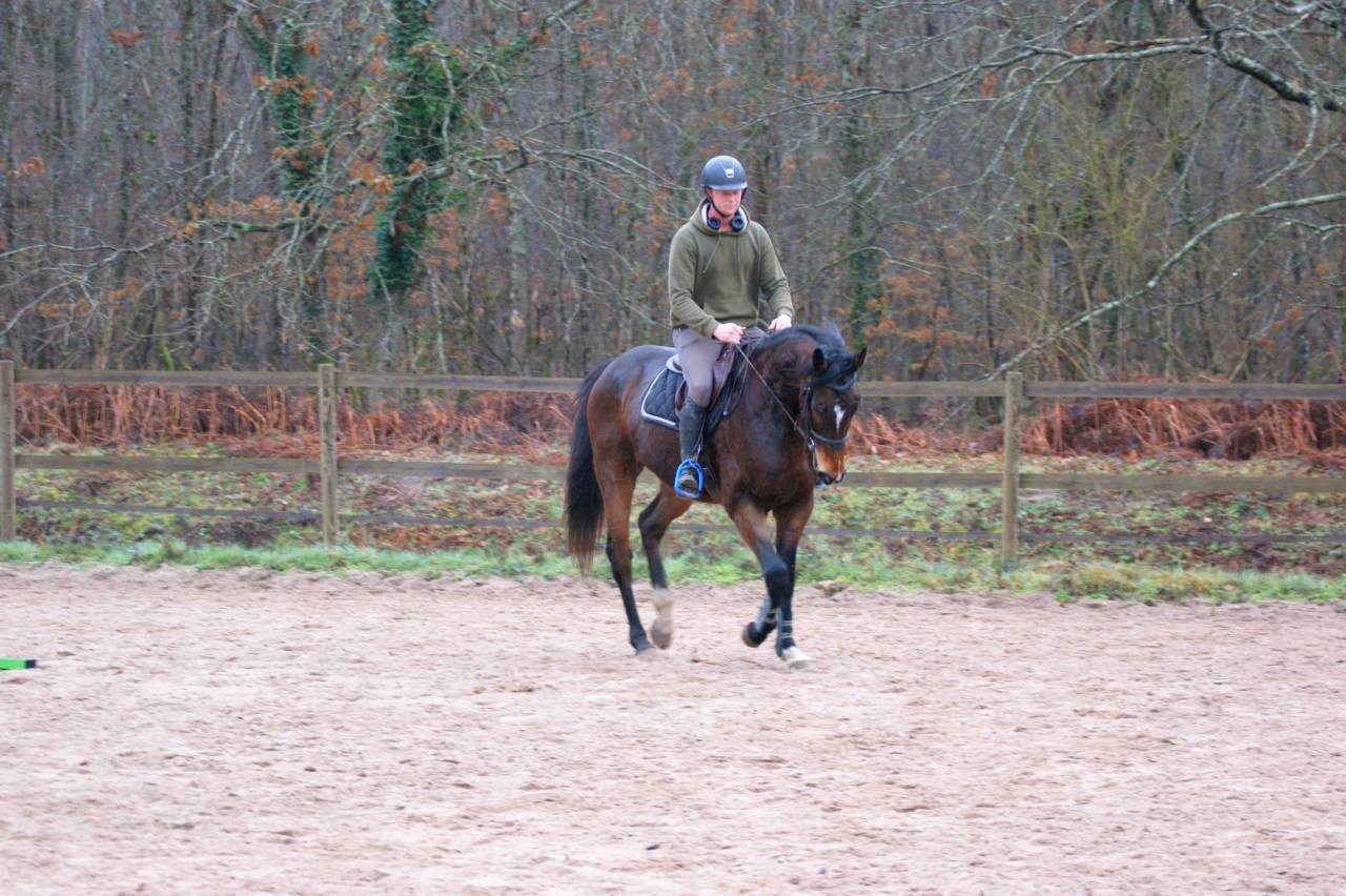Castrone Purosangue In vendita 2020 Baio