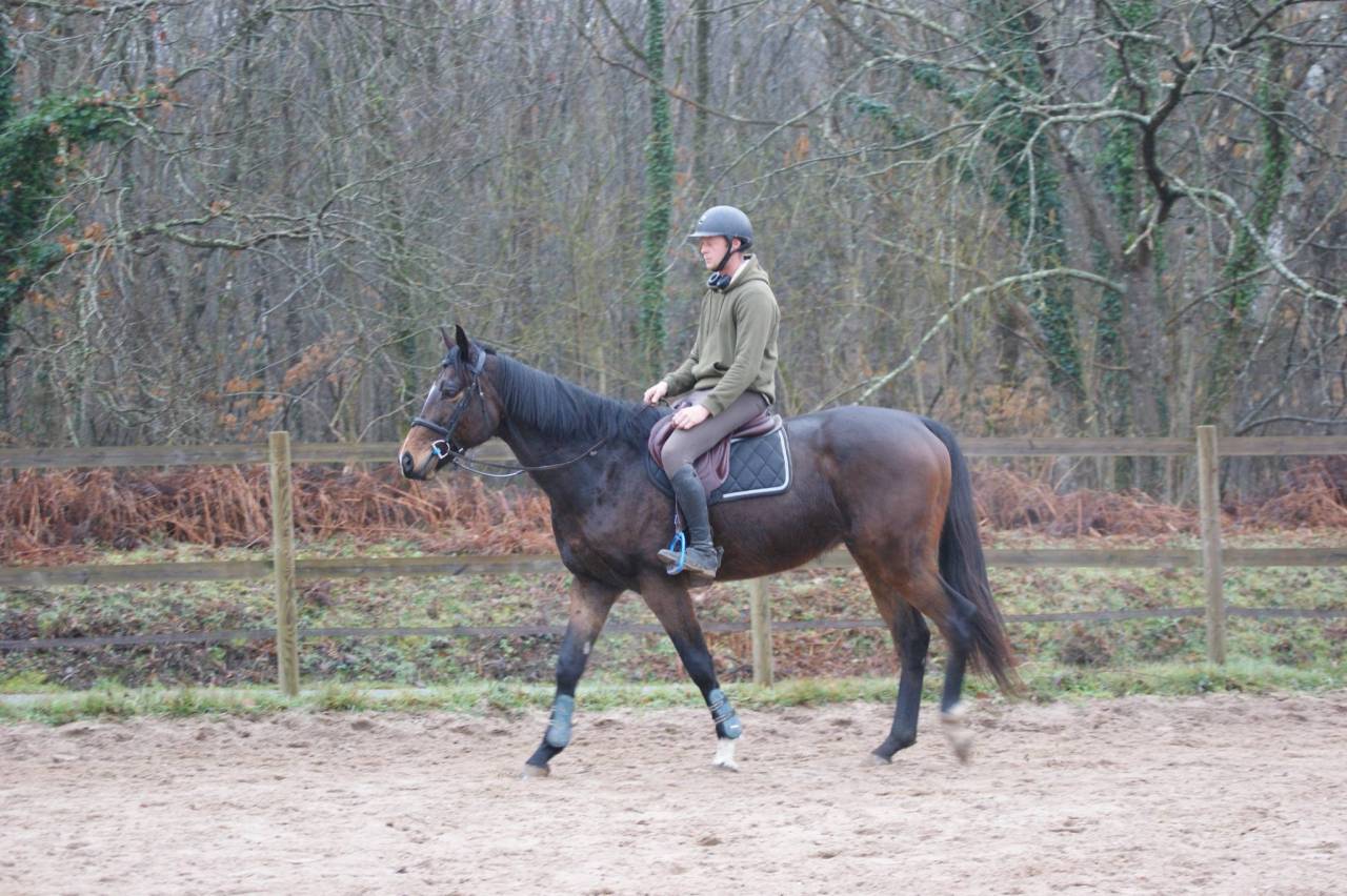 Castrone Purosangue In vendita 2020 Baio