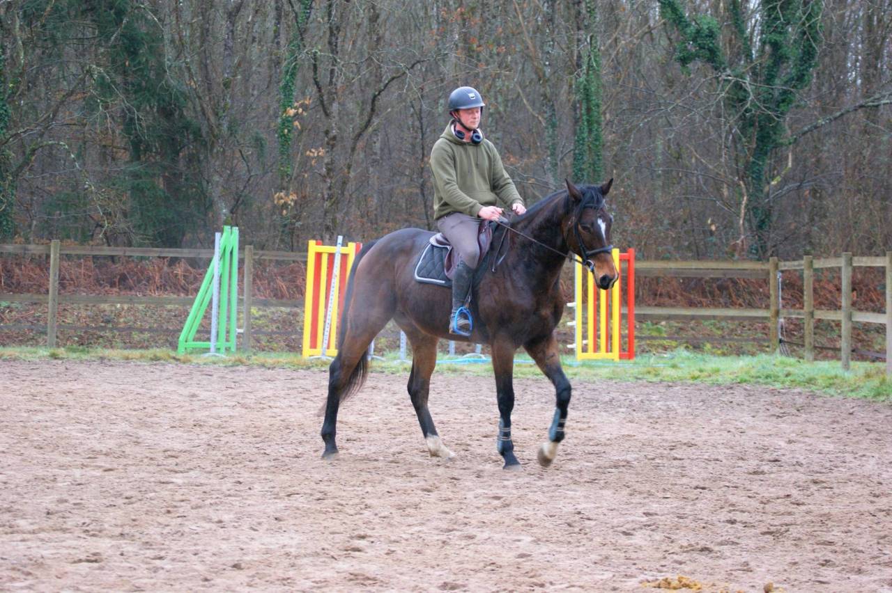 Castrone Purosangue In vendita 2020 Baio