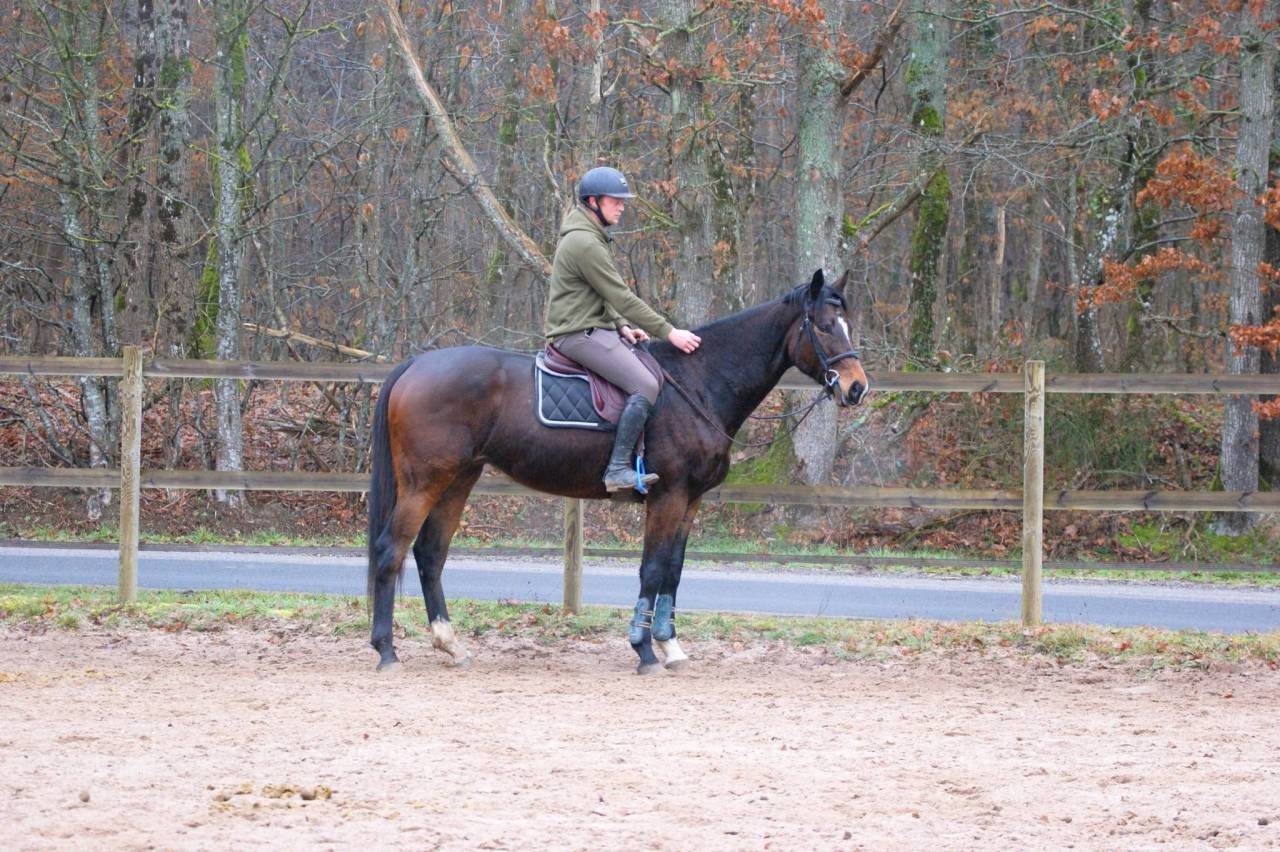Castrone Purosangue In vendita 2020 Baio