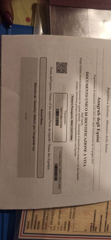 4 anni Castrone Ottima Genealogia (Guldenboom) Docile