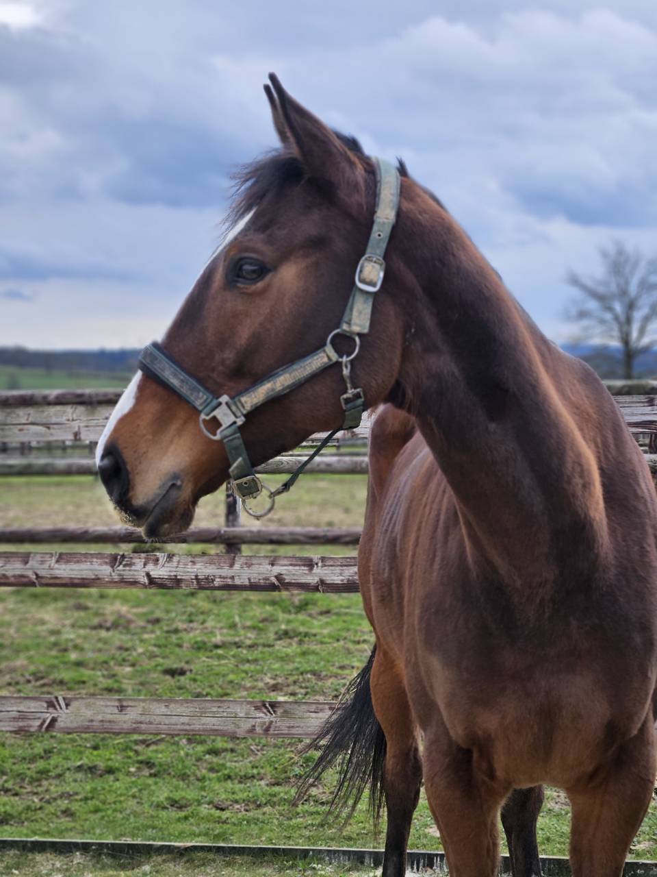 Cavalla Purosangue In vendita 2021 Baio