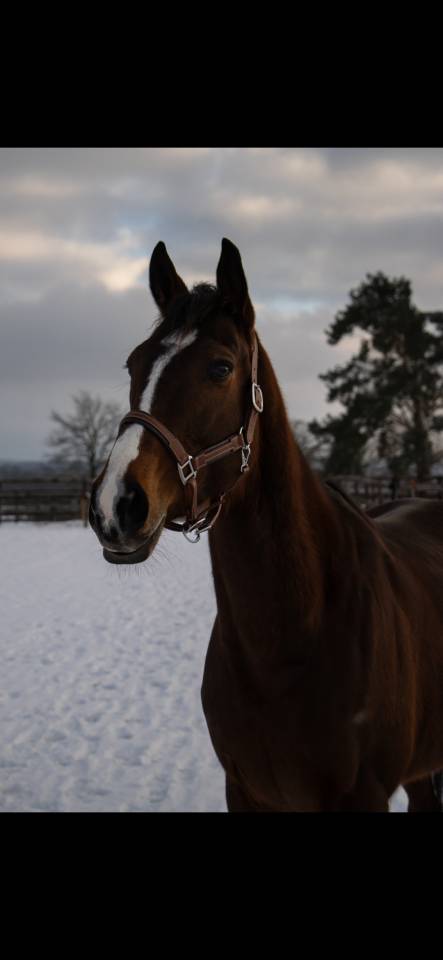 Cavalla Purosangue In vendita 2021 Baio