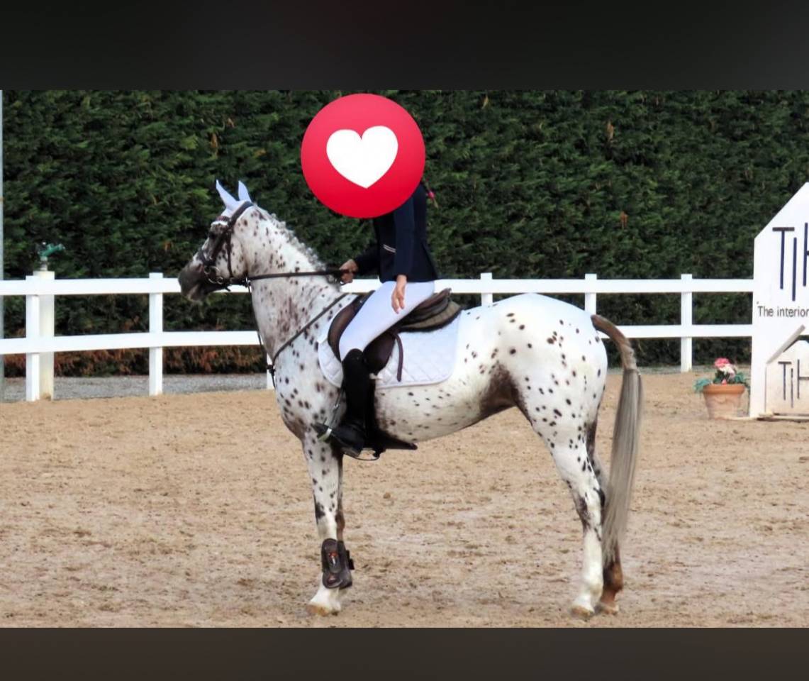 PONY APPALOOSA