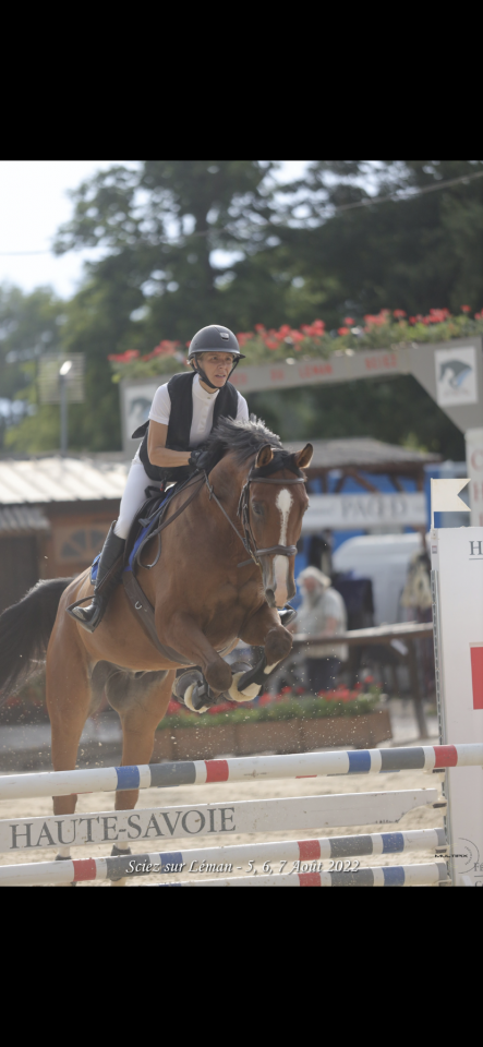 Castrone Sella Francese In vendita 2014 Baio ,  QUITE EASY