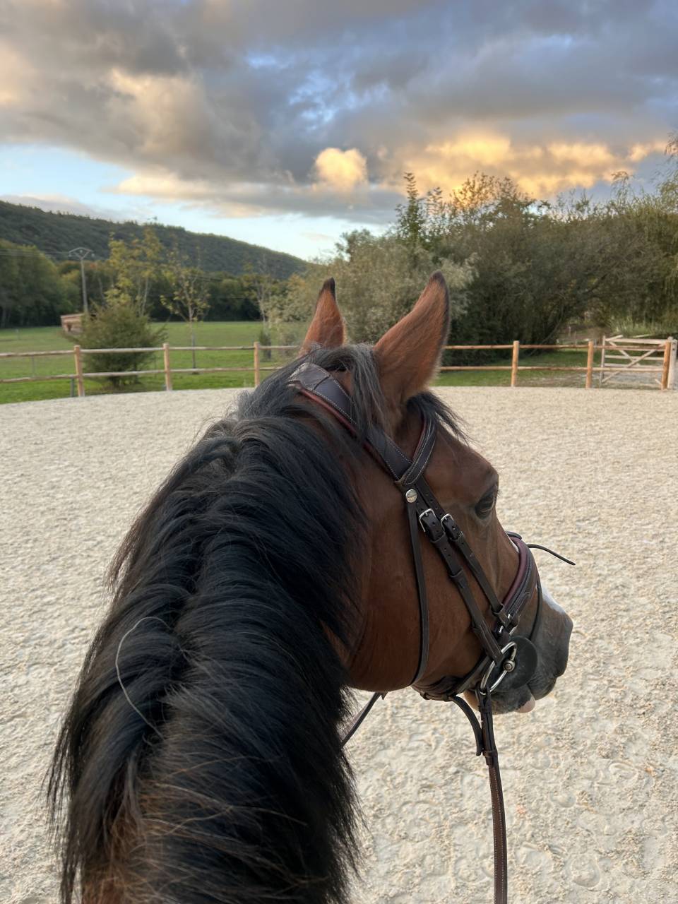 Castrone Sella Francese In vendita 2014 Baio ,  QUITE EASY