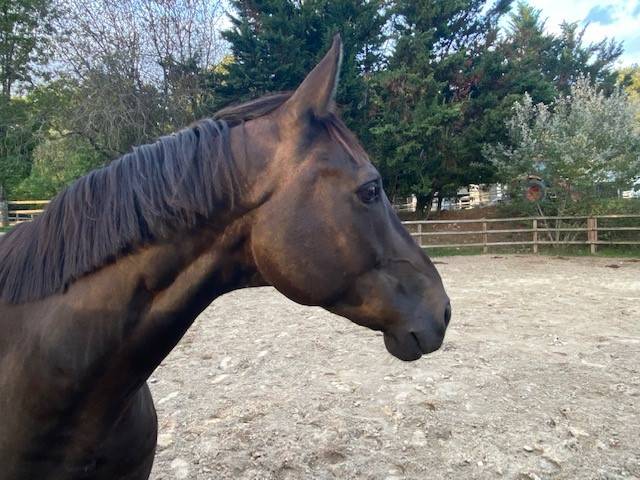 Castrone Sella Francese In vendita 2018 Baio scuro