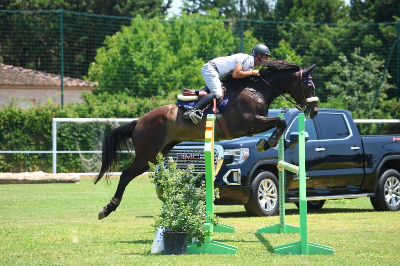 Castrone Sella Francese In vendita 2018 Baio scuro