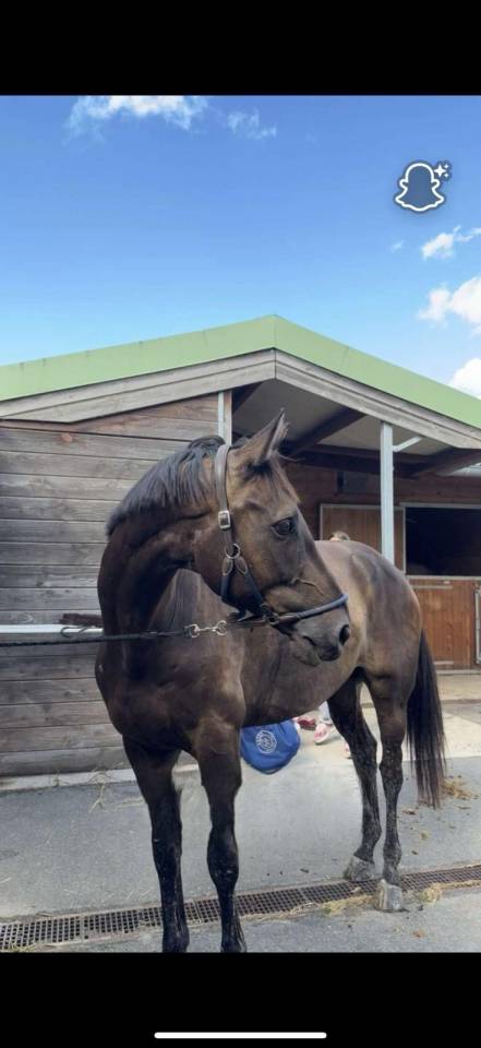 Castrone Sella Francese In vendita 2018 Baio scuro