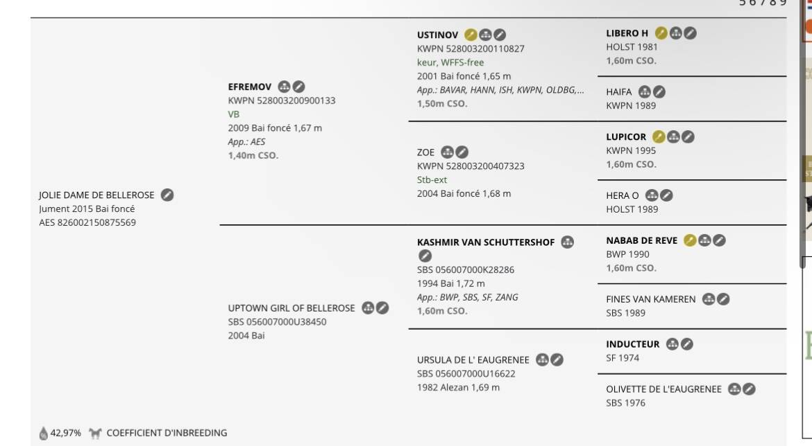 Cavalla AES Anglo European Studbook In vendita 2015 Baio