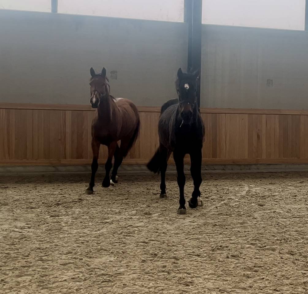 Cavalla sBs Cavallo da Sport Belgio In vendita 2015 Baio