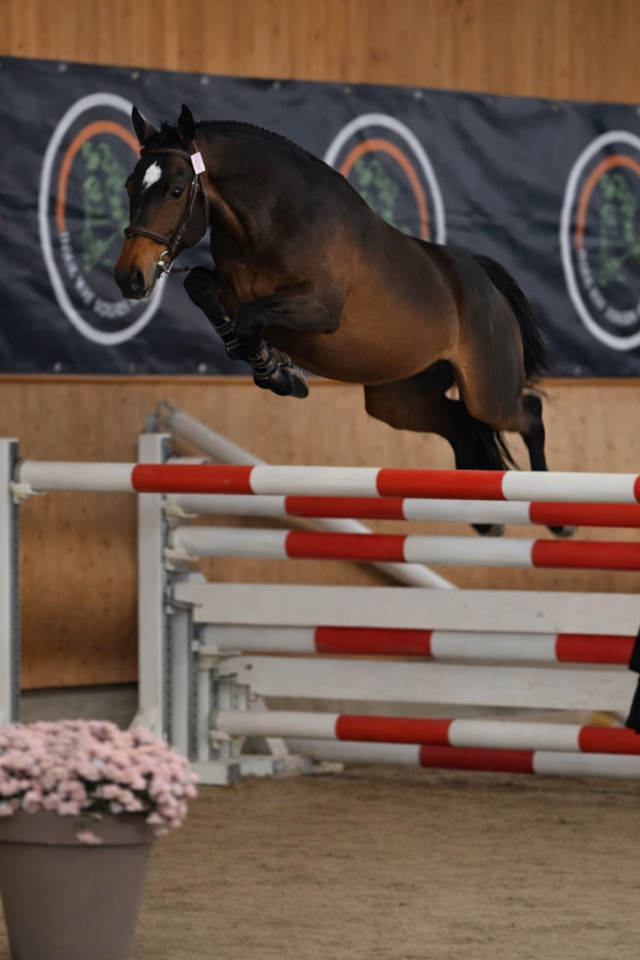 Stallone PFS Pony Francese da Sella In vendita 2022 Baio