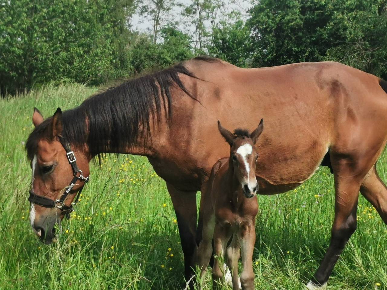 Fattrice Sella Francese In vendita 2006 Baio ,  KASHMIR VAN T SCHUTTERSHOF