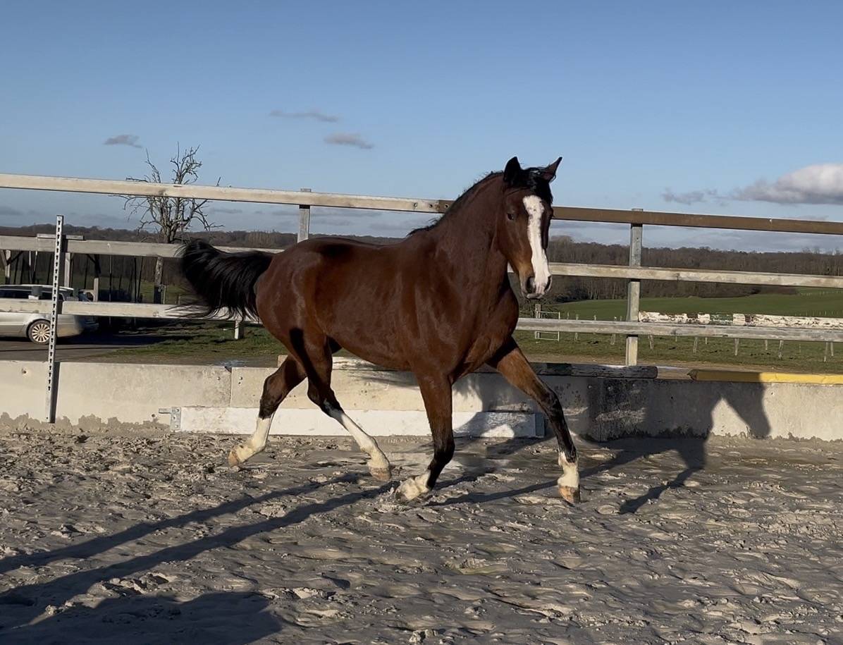 Cavalla Zangersheide In vendita 2023 Baio