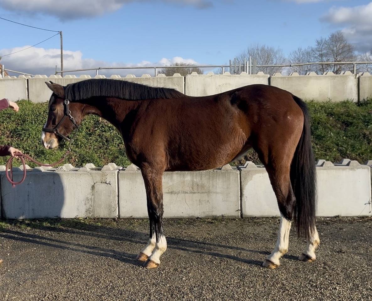 Cavalla Zangersheide In vendita 2023 Baio