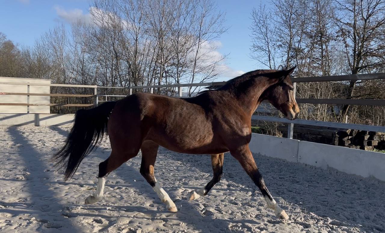 Cavalla Zangersheide In vendita 2023 Baio