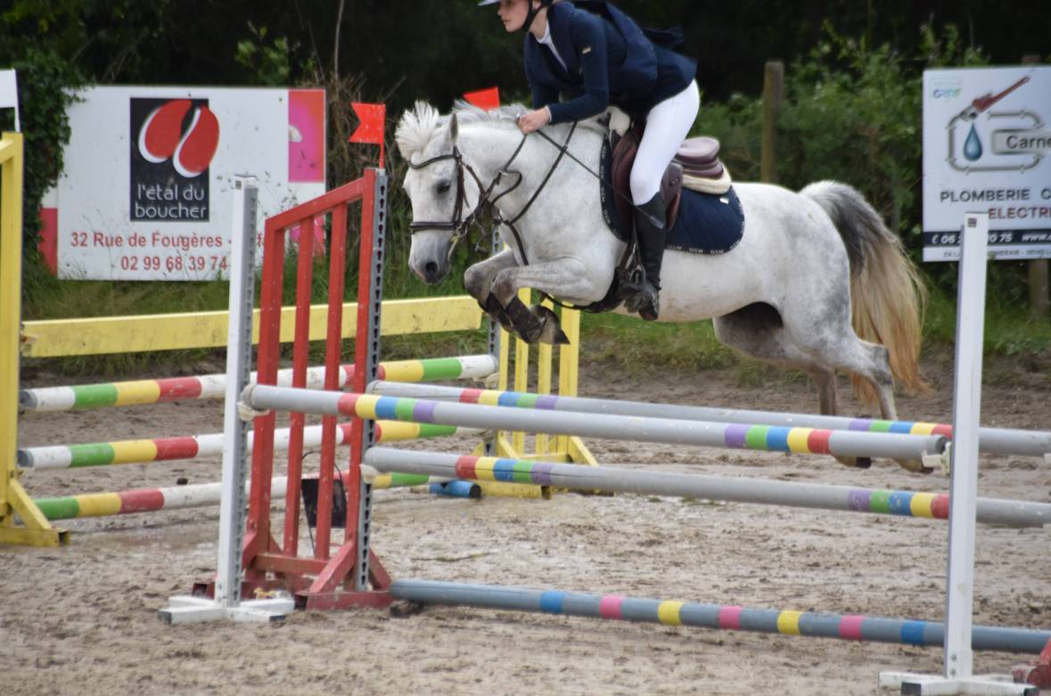 Cavalla PFS Pony Francese da Sella In vendita 2016 Grigio ,  Qredo des islots