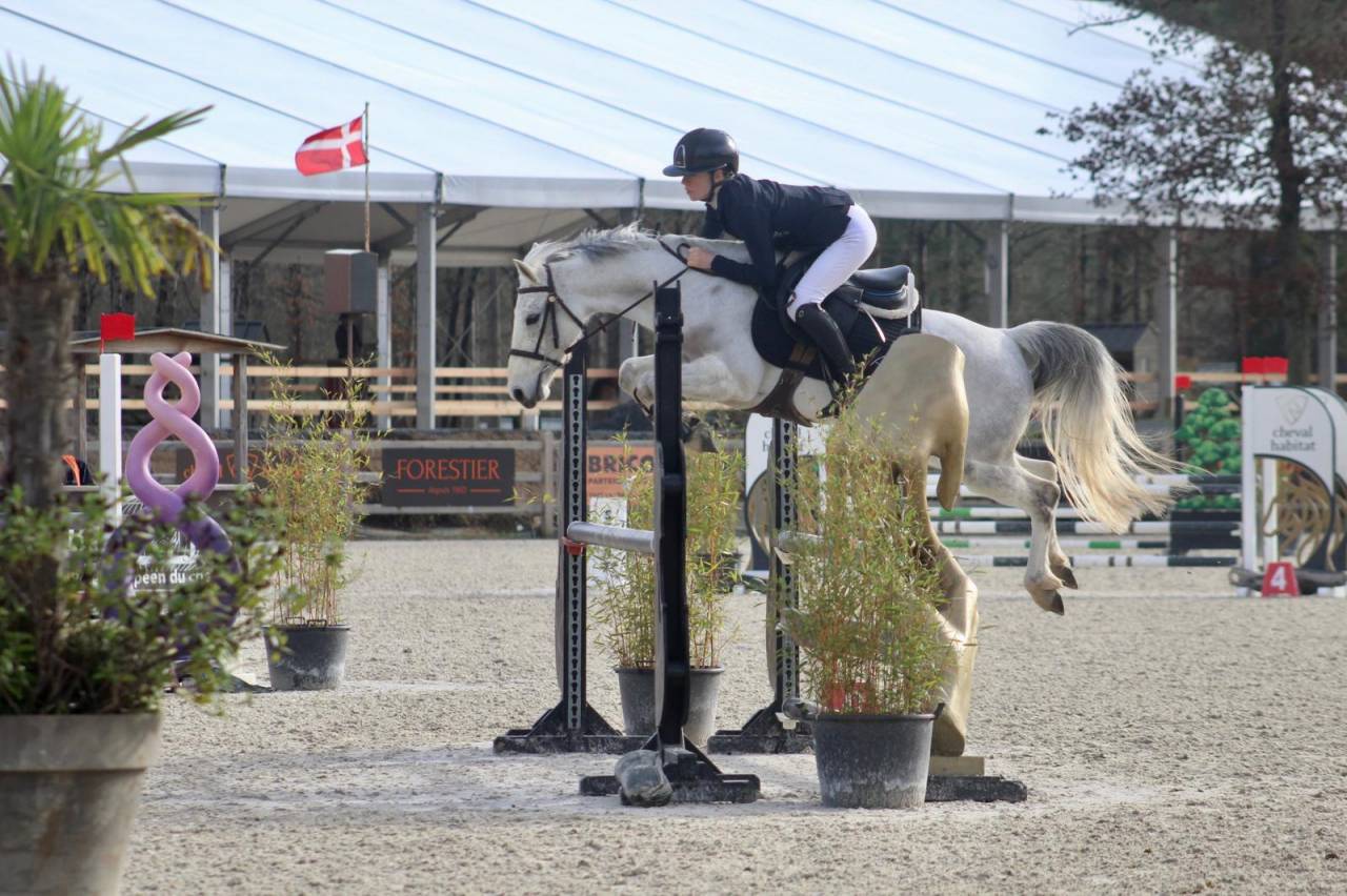 Cavalla PFS Pony Francese da Sella In vendita 2016 Grigio ,  Qredo des islots