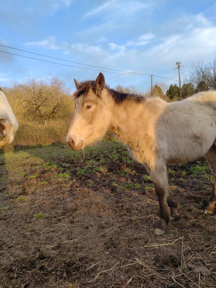 Puledra New Forest In vendita 2025 Champagne ,  HASHTAG PARADIZIAK