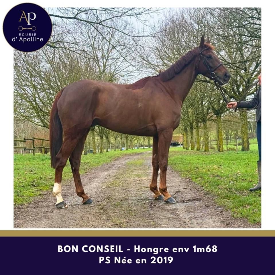 Castrone Purosangue In vendita 2019 Sauro