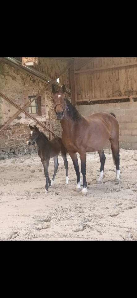 Fattrice Rheinlander In vendita 2010 Baio ,  Lord Loxley