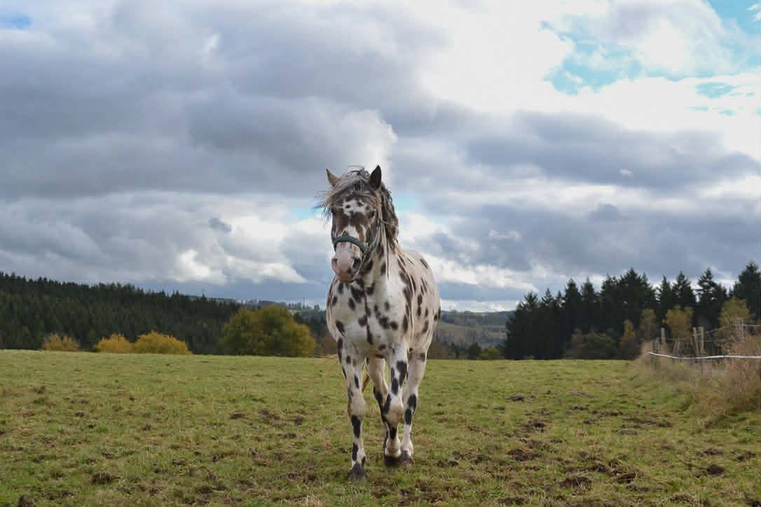 Castrone Appaloosa In vendita 2020 Appaloosa ,  DFR BLUHAWKS MAKEETA