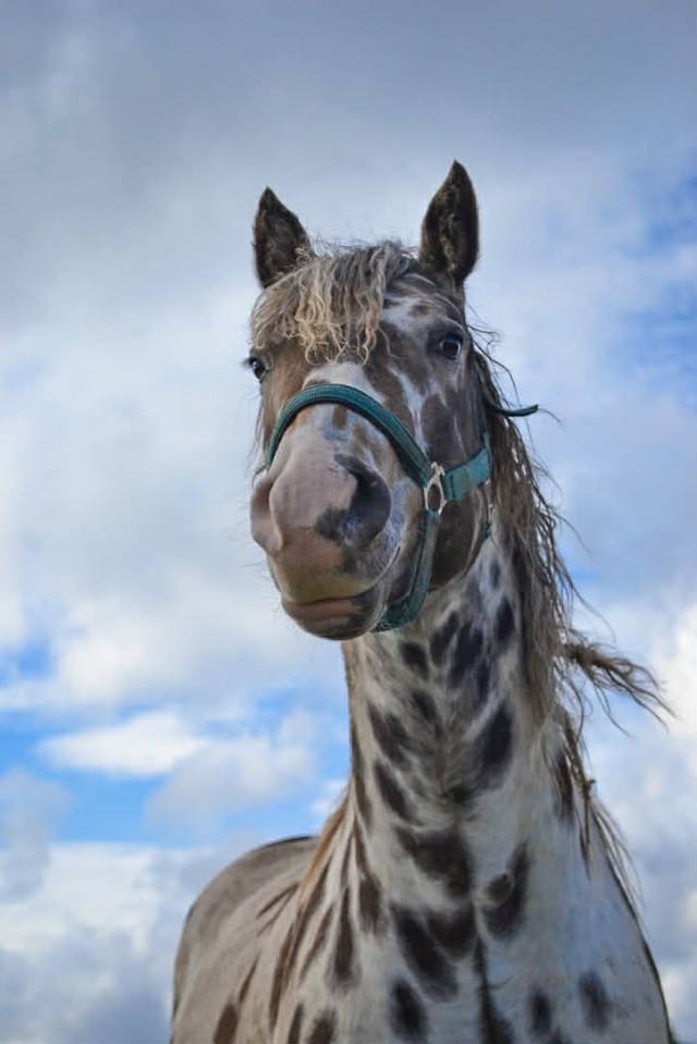 Castrone Appaloosa In vendita 2020 Appaloosa ,  DFR BLUHAWKS MAKEETA