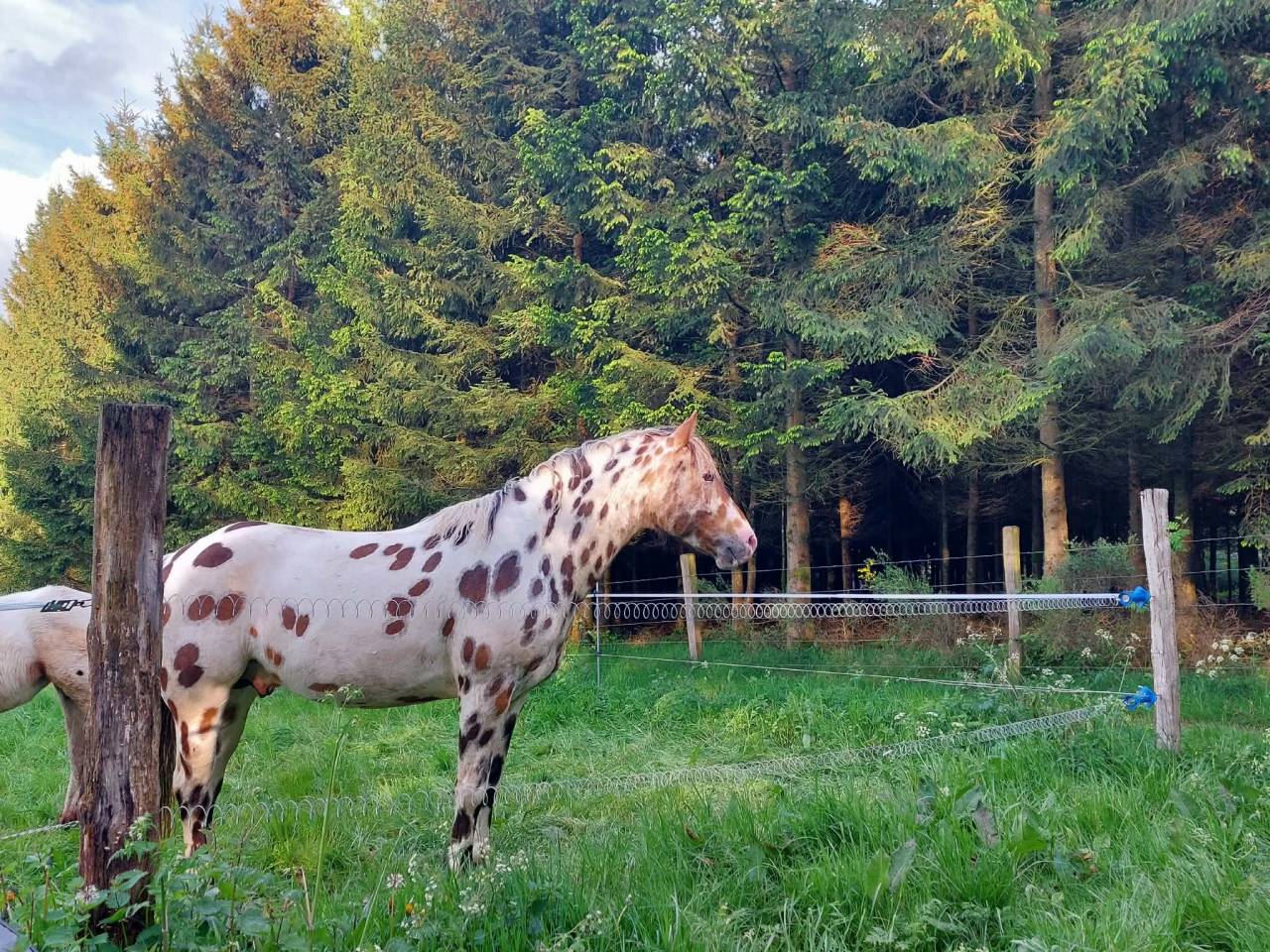 Castrone Appaloosa In vendita 2020 Appaloosa ,  DFR BLUHAWKS MAKEETA