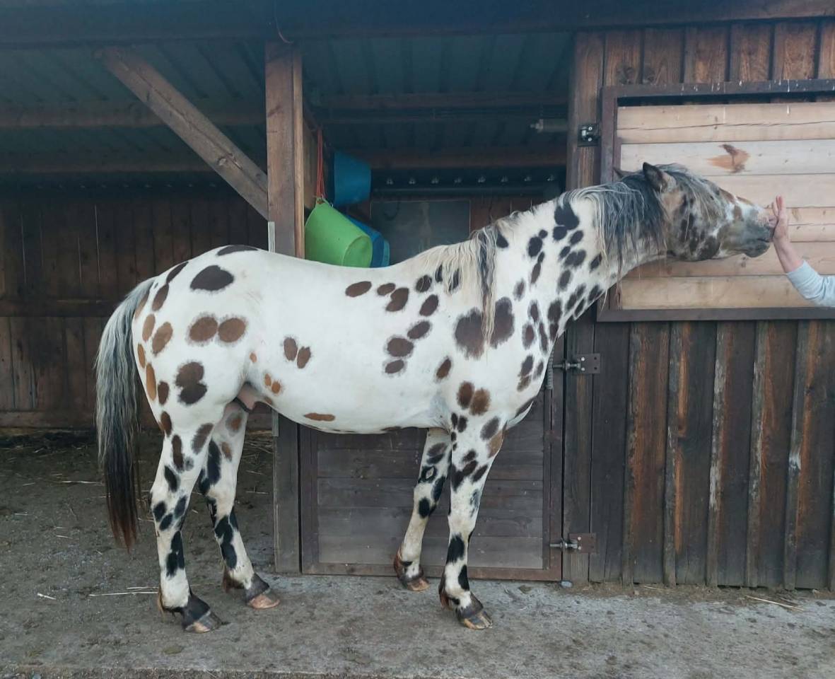 Castrone Appaloosa In vendita 2020 Appaloosa ,  DFR BLUHAWKS MAKEETA