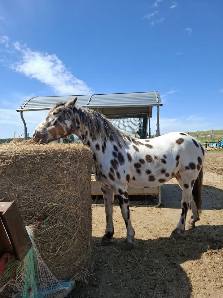 Castrone Appaloosa In vendita 2020 Appaloosa ,  DFR BLUHAWKS MAKEETA