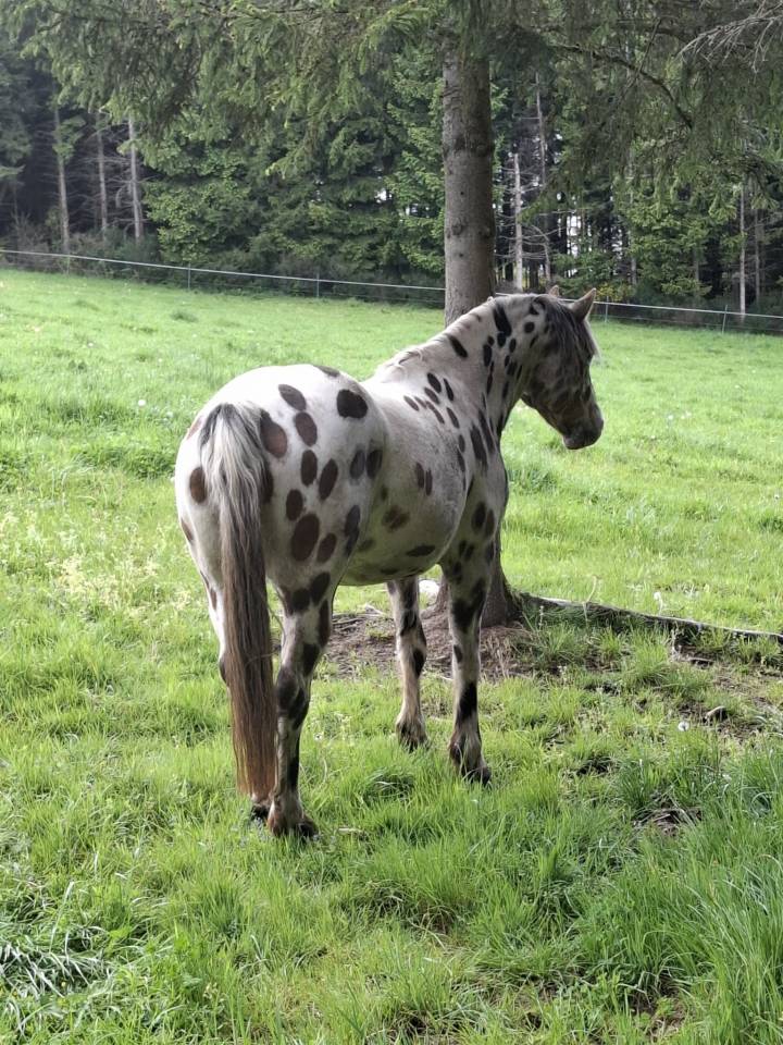 Castrone Appaloosa In vendita 2020 Appaloosa ,  DFR BLUHAWKS MAKEETA
