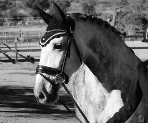 Castrone PRE Andaluso In vendita 2020 Grigio